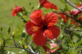 hibiscus from a family of mallow