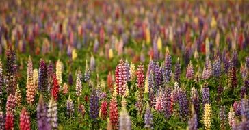 Lupins Natural