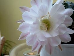 Cactus flower in a pot