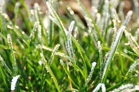 green grass in frost under the bright sun