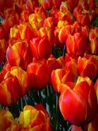 field of colorful red tulips close-up