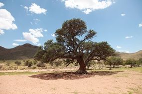 big tree in africa landscape