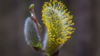 spring willow blossom