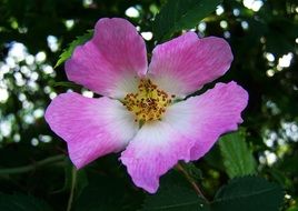 Brian, Lace Rose, open flower close up