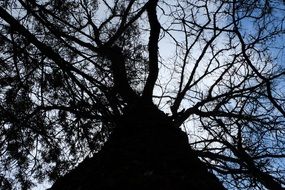 branches on a tree trunk