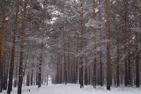winter coniferous forest in the snow