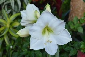 white lily as an ornamental plant