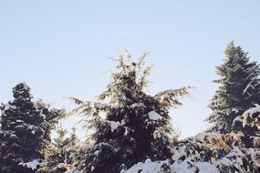 treetops in snow in winter forest