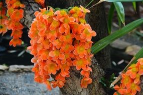 orange flowers in tropical asia