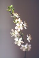 white cherry blossom in spring orchard