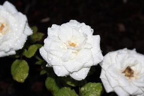 white rose bush in the garden in the dark