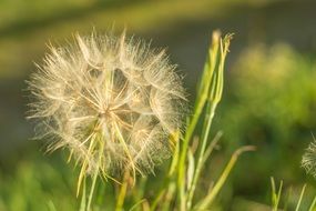 dandelion as a wild plant