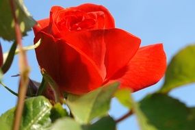 delightful beauty Red garden Rose