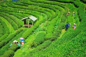 bright green Tea Plantations in chiang mai thailand
