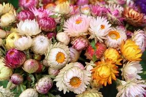 bouquet of colorful summer flowers close-up