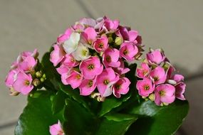 Kalanchoe with pink flowers