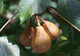Japanese Chestnut Pods