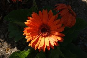 orange gerberas in light and shadow