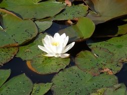 Beautiful white water lily in the pond