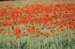 red poppy field in a blurred background