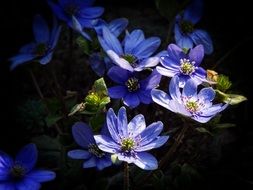 Hepatica, blue flowers in shadow