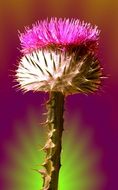 thorny thistle flower