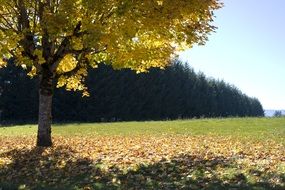 maple tree with yellow leaves on meadow in front of spruce forest