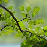 magnificent Green Leaves