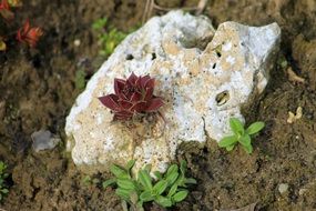 plants on stone close-up