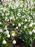 great snowdrops in spring
