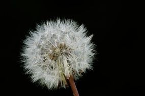 dandelion with white seeds on black background