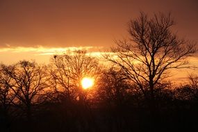 bright setting sun in the silhouettes of trees