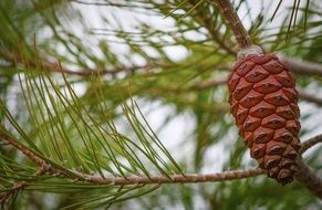 Pine on the green pine tree