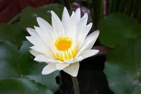 white lily with sharp petals