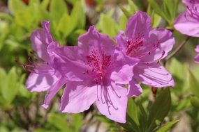 pink azalea as a spring flower close-up on blurred background