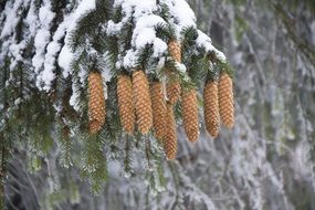 magnificent Cones Branch