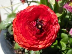red flower on the bush