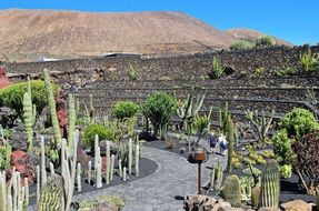 cactus garden on lanzarote island