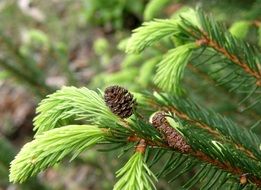 green needles and cones on a branch