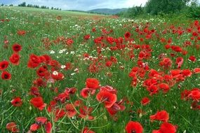 Beautiful, blooming, red poppies in summer field among other plants