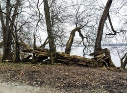 incredibly handsome Grove Trees