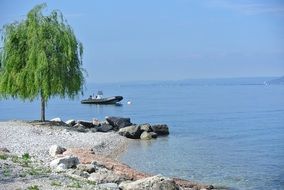 green tree on the shores of Lake Garda