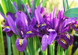 purple Iris with Raindrop closeup