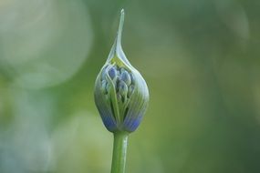 agapanthus in a bud close-up