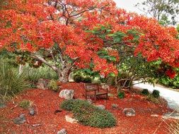 red blooming poinciana in the garden