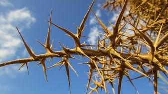 sharp spikes on a branch