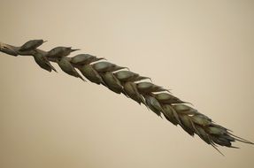 Closeup Picture of The Grain