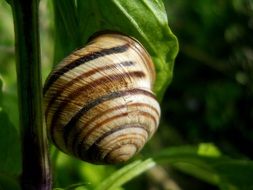 snail shell on green leaf