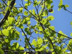 Beautiful green leaves in light at blue sky background