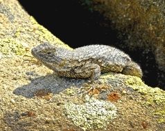 western lizard on a stone